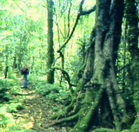 Mt Superbus - Taree Accommodation