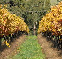 Wild Dog Winery  Restaurant - Taree Accommodation