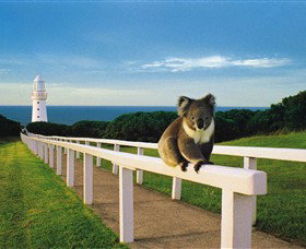 Cape Otway VIC Taree Accommodation
