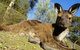 Ballarat Wildlife Park - thumb 0
