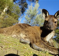 Ballarat Wildlife Park - Taree Accommodation