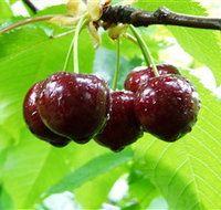Red Hill Cherry Farm - Taree Accommodation