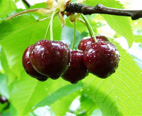 Red Hill Cherry Farm - Taree Accommodation 0