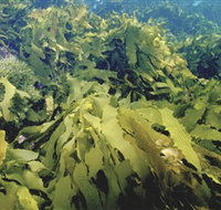 Barwon Bluff Marine Sanctuary - Taree Accommodation