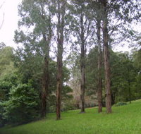 Mount Dandenong Arboretum - Taree Accommodation