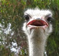 The Vault - Hastings Ostrich Farms  Crown Exotic Leather - Taree Accommodation