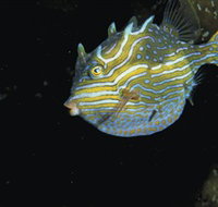 Mushroom Reef Marine Sanctuary - Taree Accommodation