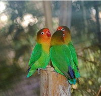 Ballarat Bird World - Taree Accommodation