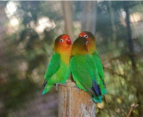 Ballarat Bird World - Taree Accommodation 0