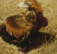 Long Forest Nature Conservation Reserve - Taree Accommodation