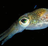 Corner Inlet Marine National Park - Taree Accommodation