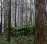 Kinglake National Park - Taree Accommodation