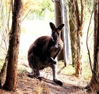 Great Ocean Road Wildlife Park - Taree Accommodation