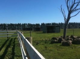 Saddle On Riding School - Taree Accommodation 6