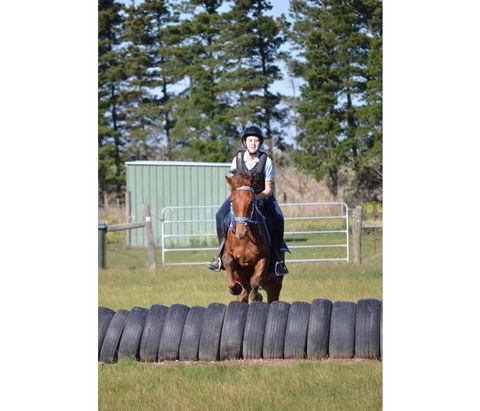 Saddle On Riding School - Taree Accommodation 9