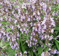 Otway Herbs - Taree Accommodation