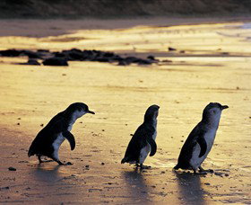 Ventnor VIC Taree Accommodation