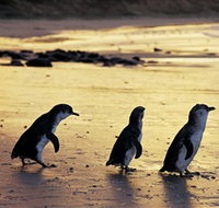 Phillip Island Nature Park - Taree Accommodation