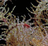 Point Danger Marine Sanctuary - Taree Accommodation