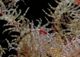 Point Danger Marine Sanctuary - Taree Accommodation 0
