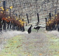 Blue Pyrenees Estate - Taree Accommodation