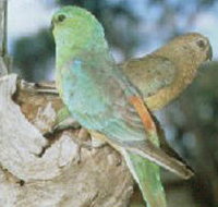 Lake Albacutya Regional Park - Taree Accommodation