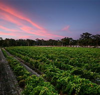 Amherst Winery - Taree Accommodation