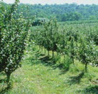 Pettys Orchard - Taree Accommodation