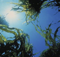 Marengo Reefs Marine Sanctuary - Taree Accommodation