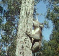 Creswick Regional Park - Taree Accommodation