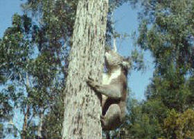 Creswick Regional Park - Taree Accommodation 0