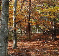 RJ Hamer Arboretum - Taree Accommodation