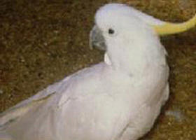 Plenty Gorge Park - Taree Accommodation 0