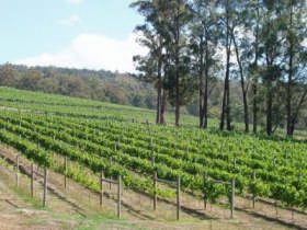 Piedmont Vineyard - Taree Accommodation 0