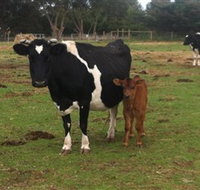 Animal Land Children's Farm - Taree Accommodation