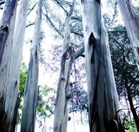 Dandenong Ranges National Park - Taree Accommodation