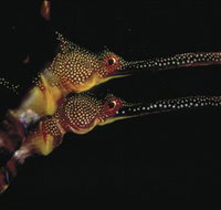 Eagle Rock Marine Sanctuary - Taree Accommodation
