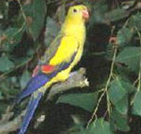 Lake Hindmarsh Reserve - Taree Accommodation