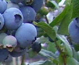 Tuckerberry Hill - Taree Accommodation 0