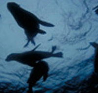 The Arches Marine Sanctuary - Taree Accommodation