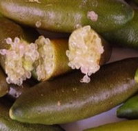 Sandy Creek Olives and Finger Limes - Taree Accommodation