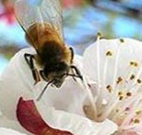 Clayridge Honey - Taree Accommodation