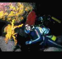 Solitary Islands Marine Park - Taree Accommodation