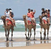Camel Rides with Coffs Coast Camels - Taree Accommodation