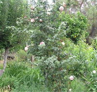 Tombstone Estate Vineyard - Taree Accommodation