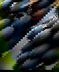 Swinging Bridge Estate - Taree Accommodation 0