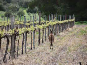 Bundaleer Wines - Taree Accommodation 1