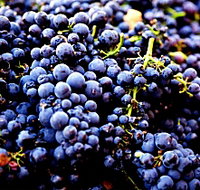 Nandroya Vineyard - Taree Accommodation