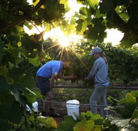 Oakdene Vineyards Restaurant and Cellar Door - Taree Accommodation