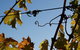 Blackjack Vineyards - thumb 1